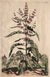 Phytographia Curiosa: Lapathum Longifolium Crispum door Abraham Munting