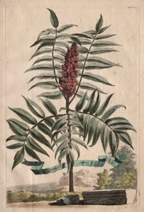 Phytographia Curiosa: Snoekkruid door Abraham Munting