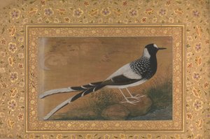 Gevlekte vorkstaart, Folio uit het Shah Jahan Album, recto: ca. 1610-15, verso ca. 1540