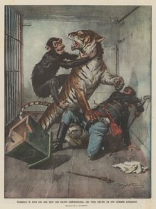 Temmer in gevecht met een nog niet getemde tijger, gered door een chimpansee door Achille Beltrame