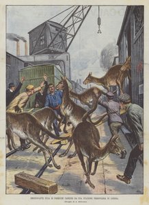 Spannende ontsnapping van verschillende kangoeroes van een treinstation in Londen door Achille Beltrame