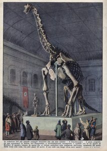 Installatie in een museum in Berlijn, Duitsland van een brachiosaurus skelet ontdekt door een wetenschapper in Afrika. Illustratie van Achille Beltrame in 