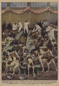 Het feest van de honden