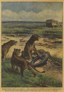 De wilde dieren vermaken zich