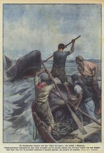 Een dramatische confrontatie met een zeetijger