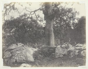 Bos en Rotsen, Fontainebleau