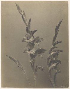 [Gladiolus] door Achille Quinet
