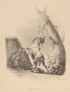 Geit in een Landschap door Adam von Bartsch