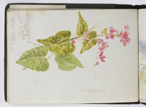 Schetsboek van aquarellen, tekeningen en notities, Mexico, 1896-1898 door Adela Breton