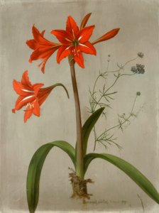 Amaryllis en Gilia