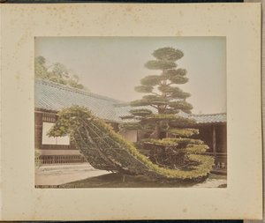 Dennenboom, Kinkakuji