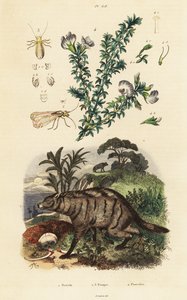Aardwolf, Arabische erwt en luis
