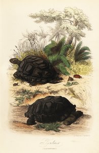 Aldabra reuzenschildpad, Aldabrachelys gigantea, kwetsbaar door Adolph (after) Fries