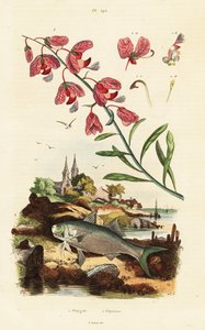 Kaapse melkboom en paradijsdraadvin