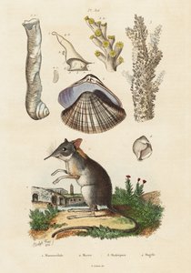 Olifantspitsmuis, mossel en koralen, 1834-1839 (gravure) door Adolph (after) Fries