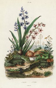 Tuinhyacint en paradoxale kikker