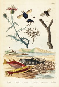 Korenbloem, vis en kevervliegen (gravure)