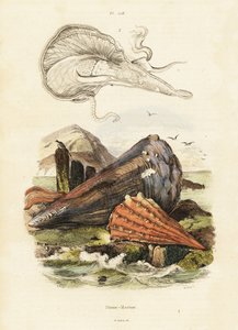 Pen schelpen of waaierschelpen (gravure)