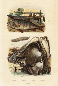 Baars, pareloester, fluweelworm en gaasvlieg (gravure) door Adolph (after) Fries