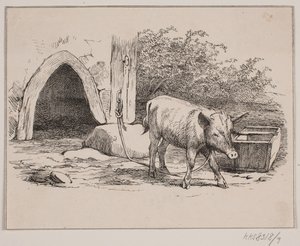 De kettingvarken