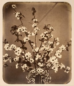 Bloemstilleven