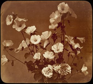 [Bloemstudie, Roos van Sharon] door Adolphe Braun