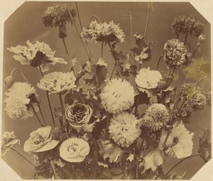 [Bloemen] door Adolphe Braun