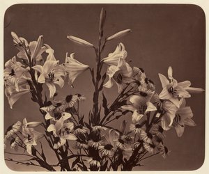 [Bloemen] door Adolphe Braun