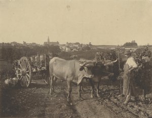 [Man met ossen] door Adolphe Braun