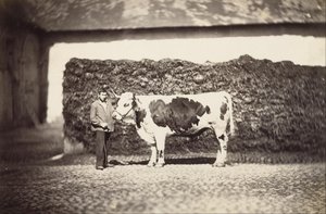 [Prijs Bull] door Adolphe Braun