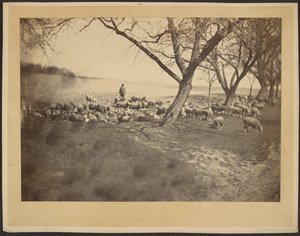 [Herder en kudde schapen] door Adolphe Braun