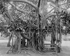 Banyanboom, Kingston Park, Jamaica, ca. 1905