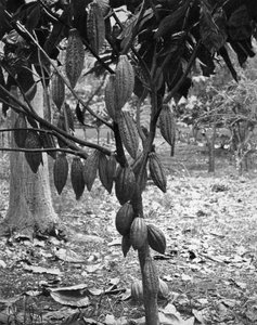 Cacaoboom, Jamaica, ca. 1905