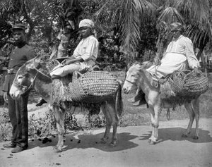 Op weg naar de gevangenis, Jamaica, ca. 1905