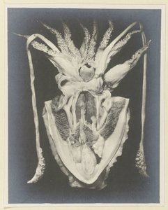 Anatomie van een inktvis door Adolphe Louis Donnadieu