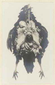 Anatomie van een kip door Adolphe Louis Donnadieu