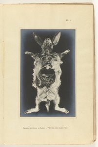 Opengesneden konijn met de organen zichtbaar door Adolphe Louis Donnadieu
