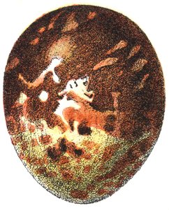 Ei van een Wespendief (Pernis apivorus), 1923 door Adolphe Philippe Millot