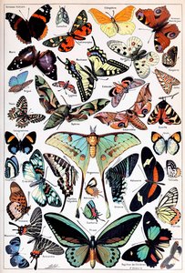 Illustratie van vlinders en motten ca. 1923 door Adolphe Philippe Millot