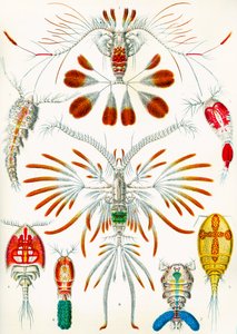 Illustratie van Copepoden, c.1909 door Adolphe Philippe Millot