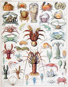 Illustratie van schaaldieren ca. 1923