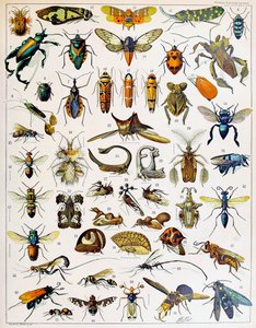 Illustratie van insecten ca. 1923
