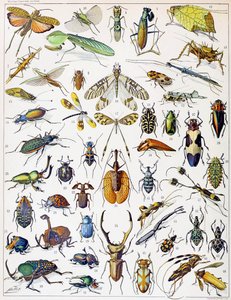 Illustratie van insecten ca. 1923