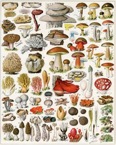 Illustratie van paddenstoelen ca. 1923 door Adolphe Philippe Millot