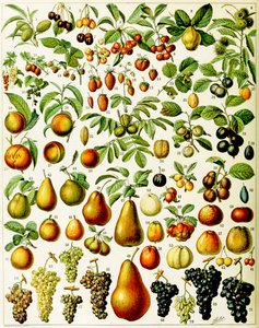 Illustratie van fruit, ca. 1923 door Adolphe Philippe Millot
