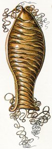 Geribbeld Eikapsel van een Kathaai (Scyliorhinus), 1923 door Adolphe Philippe Millot