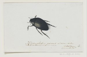 Zwarte Waterkever door Adriaan van der Willigen