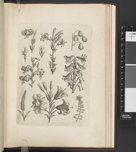 Illustratie van planten, 