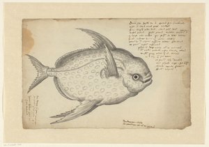 Opah (Lampris guttatus) door Adriaen Coenen