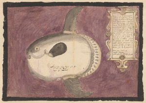 Zonnevis (Mola mola) door Adriaen Coenen